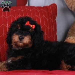 HARMONY, Mini Golden Mountain Doodle Puppy